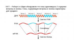 Созревание (процессинг РНК)